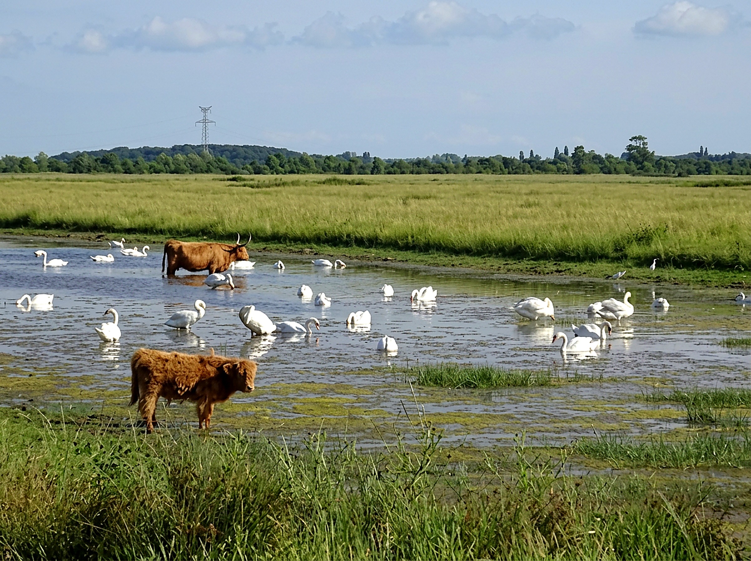 Vaches highland et cygnes dans les marais inondés de Saint-Agnant